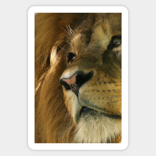 Lion head close-up Sticker by Melissa Peltenburg Travel Photography